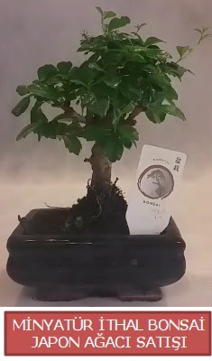 Kk grsel bonsai japon aac bitkisi  Ankaraya iek siparii sitesi 