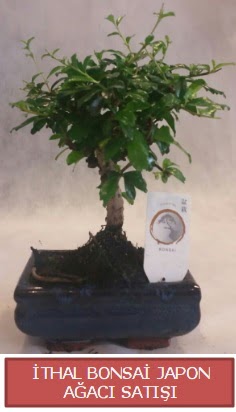 thal kk boy minyatr bonsai aa bitkisi  Ankara ieki maazas 