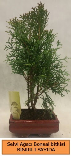 Selvi aac bonsai japon aac bitkisi  Ankara iek siparii sitesi 