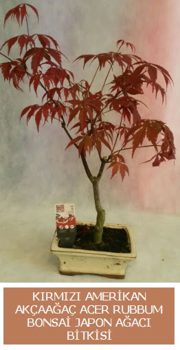 Amerikan akaaa Acer Rubrum bonsai  Ankara iek servisi , ieki adresleri 