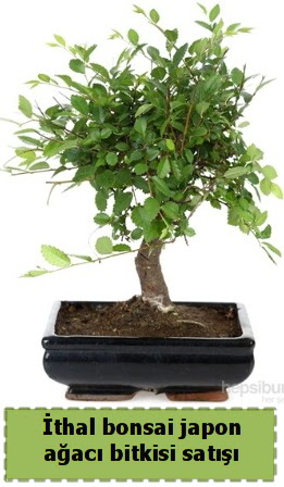 thal bonsai saks iei Japon aac sat  Ankara iek sat 