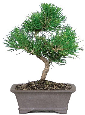 am aac bonsai japon aac bitkisi  Ankara hediye iek yolla 