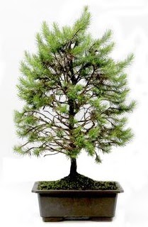 *** STOKTA YOK - am aac bonsai bitkisi sat  Ankara iek online iek siparii 