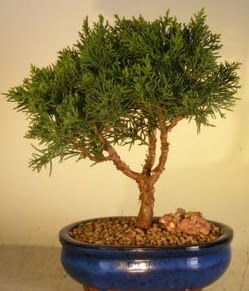 Servi am bonsai japon aac bitkisi  Ankara ieki ucuz ankaraya iek gnder 