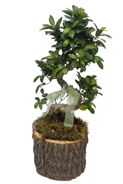 Doal ktkte bonsai saks bitkisi  Ankara iek sat 