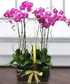 7 dall mor lila orkide  Ankara iek , ieki , iekilik 