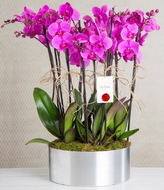 11 dall mor orkide metal vazoda  Ankara iek , ieki , iekilik 