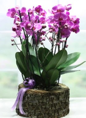 Ktk ierisinde 6 dall mor orkide  Ankara iekiler ankaradaki iekiler