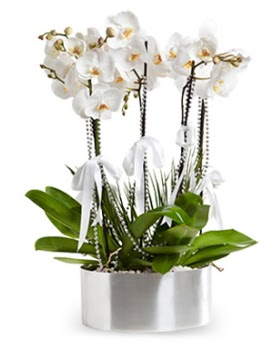 Be dall metal saksda beyaz orkide  Ankara ieki ucuz ankaraya iek gnder 