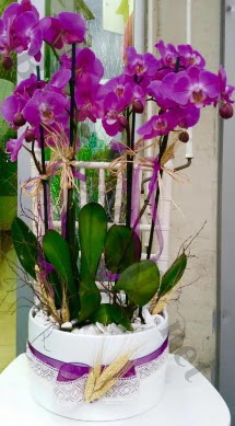 Seramik vazoda 4 dall mor lila orkide  iekiler Ankara anneler gn iek yolla 