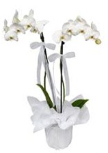 2 dall beyaz orkide  Ankara iek gnderme sitemiz gvenlidir 