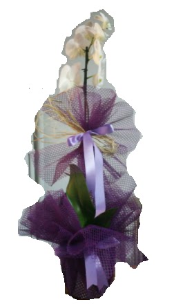 Tek dall beyaz orkide sper kalite ithal  Ankara online iek gnderme sipari 