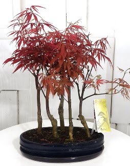 5 adet japon akaaa bonsai iei  Ankara iek siparii sitesi 