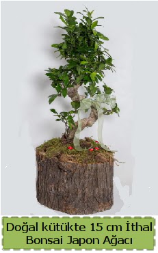 Doal ktkte thal bonsai japon aac  Ankara hediye iek yolla 