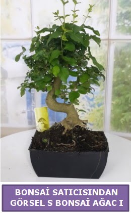 S dal erilii bonsai japon aac  Ankara iek siparii sitesi 