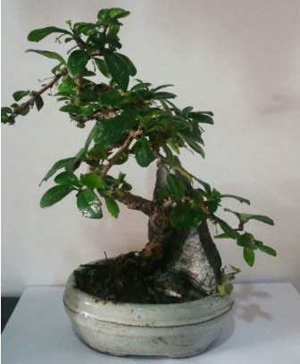 S eklinde ithal bonsai aac  Ankara ieki ucuz ankaraya iek gnder 
