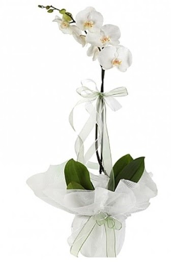 Tekli Beyaz Orkide  Ankara ieki internetten iek siparii 