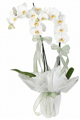 ift Dall Beyaz Orkide  Ankara kaliteli taze ve ucuz iekler 