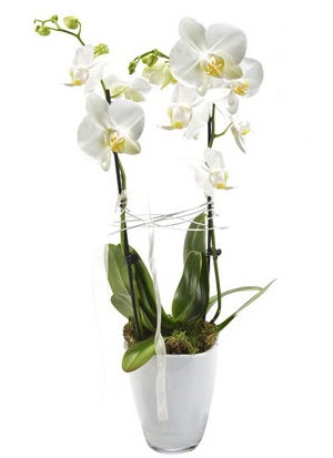 2 dall beyaz seramik beyaz orkide sakss  Ankara iek , ieki , iekilik 