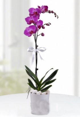 Tek dall saksda mor orkide iei  Ankara ieki cicekciler , cicek siparisi 