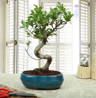 Amazing Bonsai Ficus S thal  Ankara uluslararas iek gnderme 