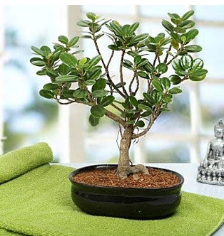 Lovely Ficus Iceland Bonsai  Ankara kaliteli taze ve ucuz iekler 