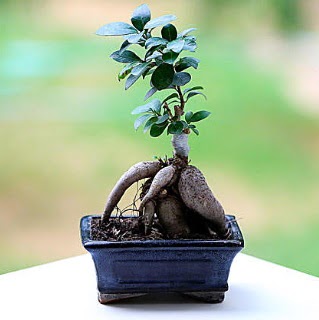 Marvellous Ficus Microcarpa ginseng bonsai  Ankara ieki 14 ubat sevgililer gn iek 