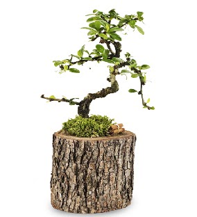 Doal ktkte S bonsai aac  Ankara iek siparii sitesi 