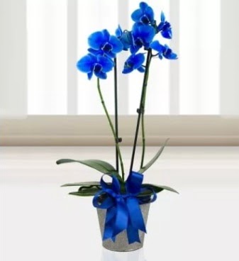 ift dall mavi orkide  Ankara iek siparii sitesi 
