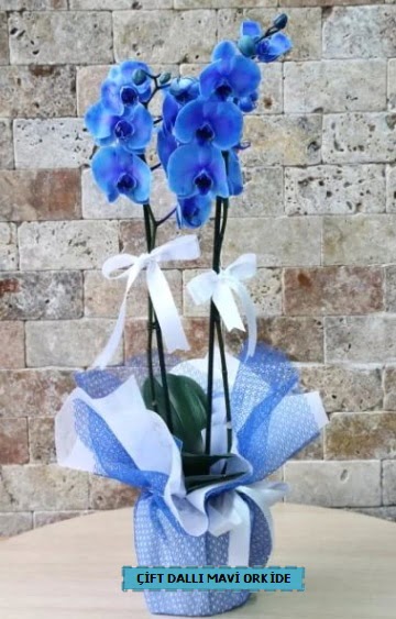 ift dall ithal mavi orkide  Ankara ieki ucuz ankaraya iek gnder 
