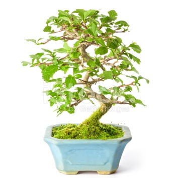 S zerkova bonsai ksa sreliine  Ankara iek sat 