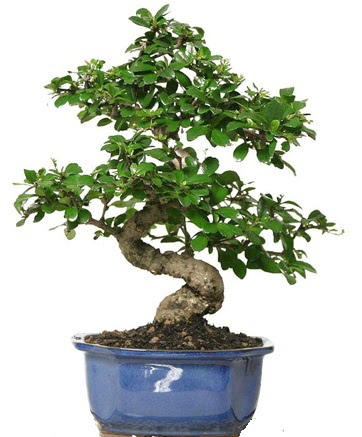 21 ile 25 cm aras zel S bonsai japon aac  Ankara ieki maazas 