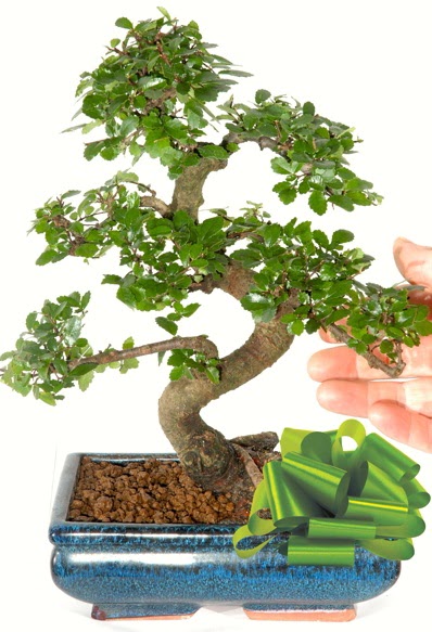 Yaklak 25 cm boyutlarnda S bonsai  Ankara online iek gnderme sipari 