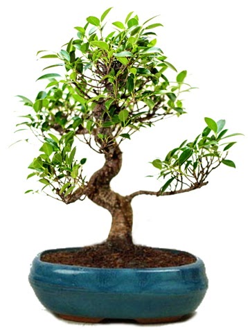 25 cm ile 30 cm aralnda Ficus S bonsai  Ankara iek , ieki , iekilik 