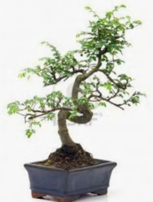 S gvde bonsai minyatr aa japon aac  Ankara iek siparii sitesi 