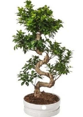 90 cm ile 100 cm civar S peyzaj bonsai  Ankara iek , ieki , iekilik 
