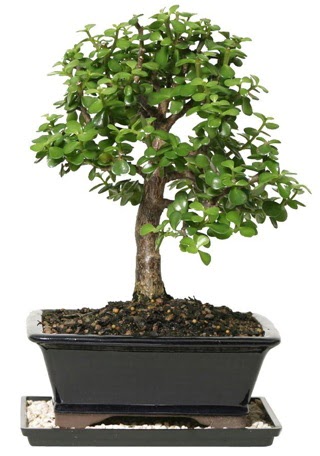 15 cm civar Zerkova bonsai bitkisi  Ankara online iek gnderme sipari 