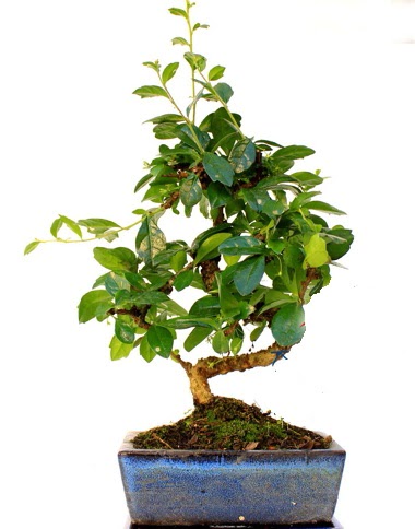 S gvdeli carmina bonsai aac  Ankara ieki ucuz ankaraya iek gnder  Minyatr aa